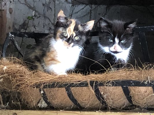 Cheeky kittens at Forda Farm B&B on the North Devon and Cornwall border. 